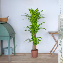 Planta Decorativa